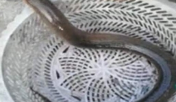 Tát ao ngày Tết, bắt được lươn 'khủng'