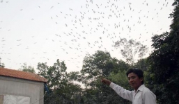 Chuyện gia đình 'khùng' trông hàng vạn chim trời suốt 3 thế hệ