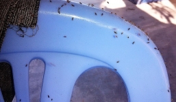 Côn trùng lạ tấn công khu dân cư ở Bình Định