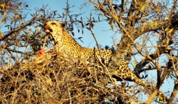 Video: Đại bàng bất lực nhìn báo gấm tấn công tổ