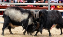 Video: Màn chọi dê 'độc nhất vô nhị' trên cao nguyên đá