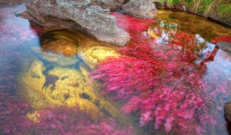 Sững sờ với vẻ tuyệt đẹp của dòng sông 7 sắc cầu vồng