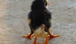 Đổ xô đi xem chú gà mới nở có 4 chân tại Nghệ An