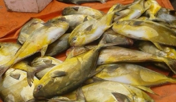 Ngư dân trúng mẻ cá két, bán được 400 triệu đồng