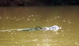 Hoảng hốt phát hiện một thi thể phụ nữ trôi sông