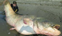 Bắt được cá nheo quái vật có thể nuốt chửng một người ở Italy