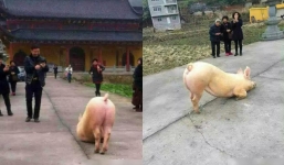 Trung Quốc: Thú vị hình ảnh chú lợn vái trước cửa đền