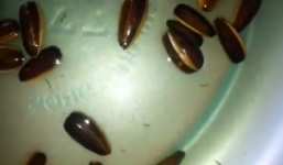 Clip: Xuất hiện sinh vật lạ trong hạt hướng dương?