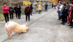 Sự thật chú lợn 1,5 tạ 'quỳ lạy' trước cổng chùa