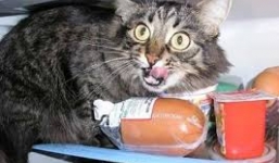 Chú mèo ăn vụng tại siêu thị khiến truyền thông xôn xao