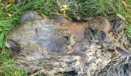 Phát hiện xác tê giác tuyệt chủng từ 10.000 năm 