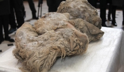 Thợ săn phát hiện xác tê giác tuyệt chủng từ 100 thế kỷ trước