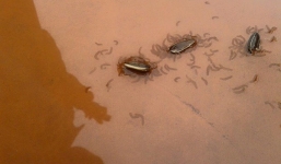 Lý giải hiện tượng 'sinh vật lạ' trong hạt hướng dương