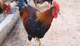 Ly kỳ chuyện săn ma gà giữa đại ngàn Xuân Sơn