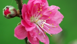 Lợi ích 'thần kỳ' của hoa đào ít người biết