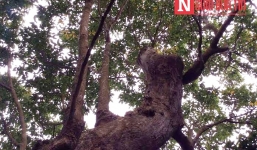 Phát hiện loài cây hiếm tại chùa Hương Tích