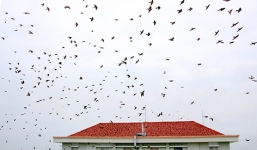 Hàng vạn con chim én ken đặc bầu trời Hậu Giang