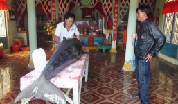 Cá voi nặng trên 2,5 tạ mắc lưới