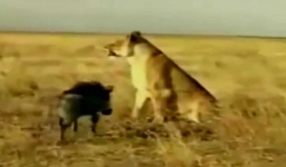 Lợn rừng hung hãn húc thẳng vào bụng sư tử