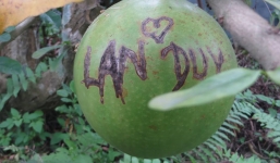 Nham nhở lời tò tình trên đào tiên chùa Bái Đính