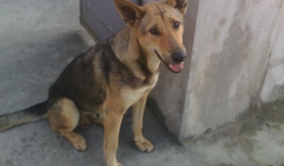 Kỳ lạ: Con chó chuyên ra chợ trộm thịt lợn, mang về cho chủ nghèo