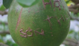 Nham nhở lời tỏ tình trên đào tiên chùa Bái Đính