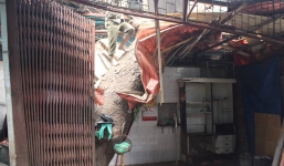 Hà Nội: Cây cổ thụ bật gốc, nhiều người hoảng loạn chạy thoát thân