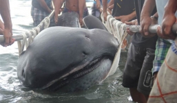 Bắt được cá mập miệng rộng quý hiếm ở Philippines