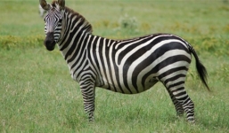 Bị ngựa vằn lầm tưởng là bạn tình vì mặc áo kẻ trắng đen