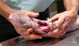 Cận cảnh 'cá mập yêu tinh' kỳ dị bắt được ở Australia