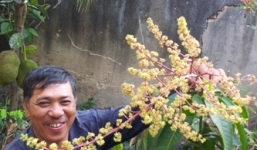 Kỳ lạ cây xoài trồng 3 tháng đã ra rất nhiều bông