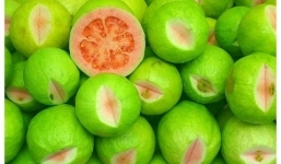 Công dụng chữa ung thư của trái ổi