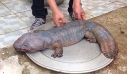 Giãi mã 'quái vật' gây xôn xao ở Vĩnh Phúc