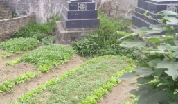 Nhiều người Hà Nội ăn rau muống “độc” trồng trong nghĩa địa