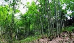 Dâm ô trẻ em, thanh niên sợ tội treo cổ tự tử trong rừng