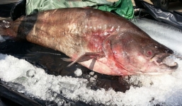 Bắt được cá leo 'khủng' nặng 65kg ở miền Tây