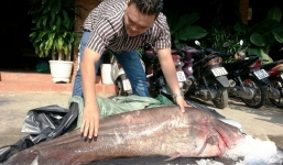 Cận cảnh cá leo dài 1,7 m, nặng 65 kg ở miền Tây