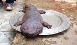 Lời khai ban đầu của người rao bán 'quái vật' tại Vĩnh Phúc