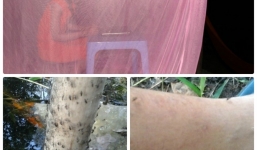 Muỗi tràn vào nhà, người dân miền Tây ăn cơm trong mùng