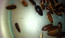 Giải thích hiện tượng sinh vật lạ trong hạt hướng dương