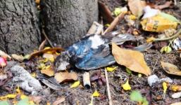 TP.HCM: Chim phóng sinh bay được 10m đã nằm chết