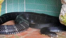 Bắt xe khách chở 80kg rắn hổ mang chúa