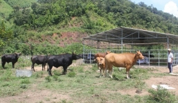 Bò tót đực 'si tình', bỏ đàn về sống với bò nhà đã chết