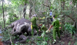 Voi Đắk Lắk chết vì chở khách du lịch quá sức