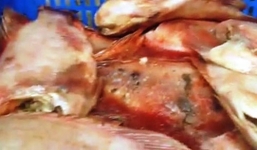 Chở cá thối vào trường tiểu học phục vụ bữa ăn học sinh