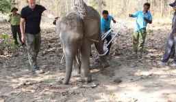 Giải cứu voi rừng bị cắt đứt chân, vòi