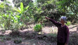 Những vườn cò nghìn con tiền tỉ không bán của đại gia nông dân