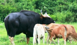 Xác bò tót 'si tình' sẽ được trưng bày ở bảo tàng