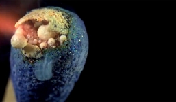 Tái hiện những phản ứng hóa học trong sách qua chùm ảnh động chân thực