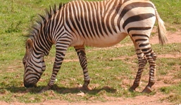 Có hai người đàn ông bị ngựa vằn 'tấn công tình dục'?